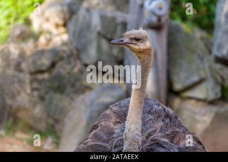 Der Gemeine Ostrich, Struthio Camelus Oder Einfach Ostrich Stockfoto