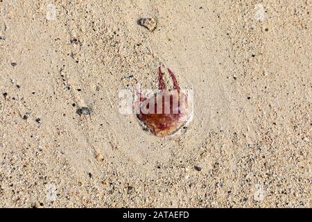 Kleine Quallen liegen auf Strandsand - gefährliches Tiergift giftig - gewaschen am Strand Sommerzeit Strandleben Stockfoto