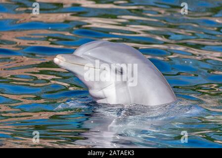 Delfinschwimmen Im Meer. Tümmler Delphin Im Blauen Wasser Fröhlicher Delphin Lächelt Im Blauen Wasser Stockfoto