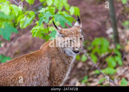 Eurasian Lynx (Lynx Lynx). Luchs Blickt Mit Räuberischen Augen Aus Dem Tierheim Stockfoto