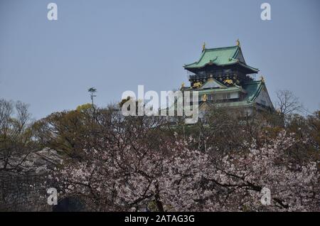 Blick auf die Burg Osaka, umgeben von blühenden Kirschbäumen Stockfoto