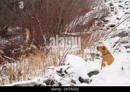 Bubbe Rex, auf einem Pfad in der Wilderness des WillkommensNebenflusses. Gemischter Rassehund am Welcome Creek in den Saphire Mountains, in den Western Rocky Mountains, i. Stockfoto