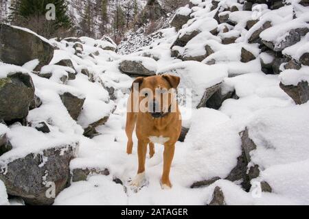 Bubba Rex, auf einem Pfad in der Wilderness des WillkommensNebenflusses. Gemischter Rassehund am Welcome Creek in den Saphire Mountains, in den Western Rocky Mountains, i. Stockfoto