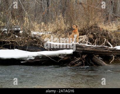 Bubba Rex steht auf einem Log am Ufer des unteren Abschnitts des Rock Creek im Westen von Montana im Missoula County, Montana. Stockfoto