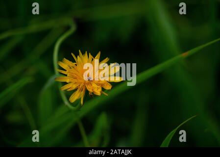 Löwenzahn ( Taraxacum officinale ) Stockfoto