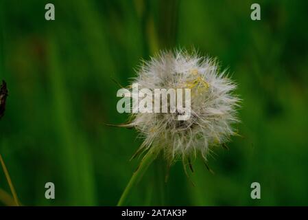 Löwenzahn ( Taraxacum officinale ) Stockfoto
