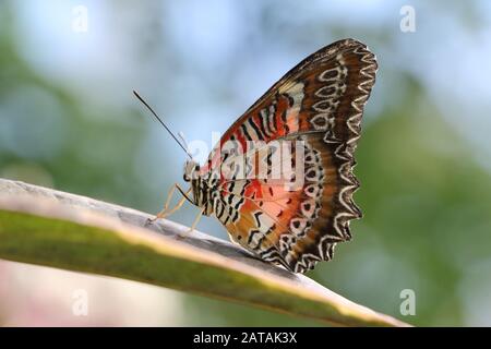 Nahaufnahme des roten Lacewing-Schmetterlings, der auf dem Blatt sitzt Stockfoto