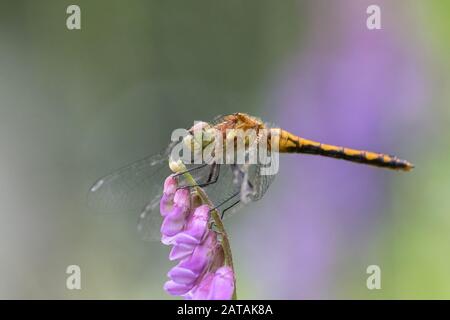 Nahaufnahme der Libelle auf der violetten Blume mit Details von Gesicht und Flügeln der Beine Stockfoto