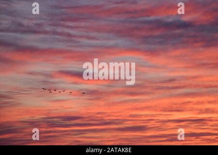 Gänse fliegen in pinkisch-rot-orangefarbenem Sonnencloudscape Stockfoto