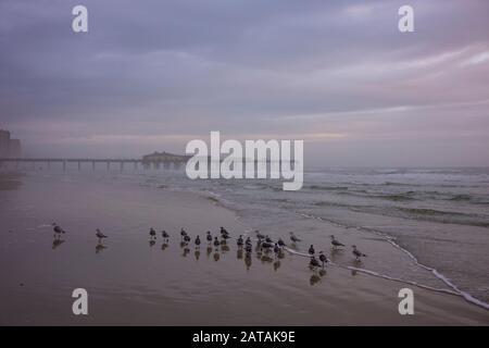 Möwen ernähren sich am Strand von Daytona Beach, Florida bei einem bewölkten und stimmungsvollen Sonnenaufgang. Stockfoto