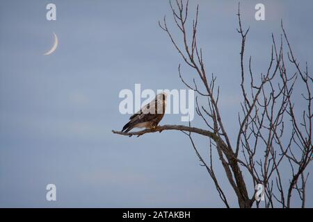 Dunkelrauer Falke auf Baumzweig mit Mondsichel hinten Stockfoto