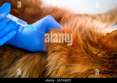 Womans Hände in medizinischen Handschuhen mit Spritze geimpft Ingwerkatze. Nahaufnahme. Stockfoto