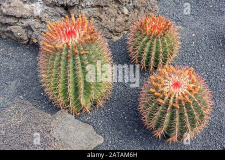 3 Fass Cactus, echinocactus grusonii, Jardin de Cactus, Lanzarote Stockfoto