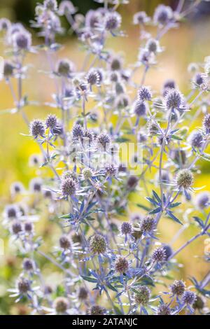 Eryngium planum, der Blaue Eryngo oder Flachmeerolly, ist eine blühende Pflanzenart in der Familie Apiaceae, die in dem Gebiet beheimatet ist, das das zentrale A umfasst Stockfoto