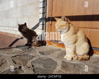 Zwei Katzen - rothaarige und britische, die an einem sonnigen Tag vor der Haustür sitzen. Stockfoto