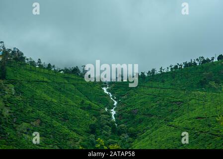 Munnar Tee Plantation Landschaft, Kerala, Indien Stockfoto