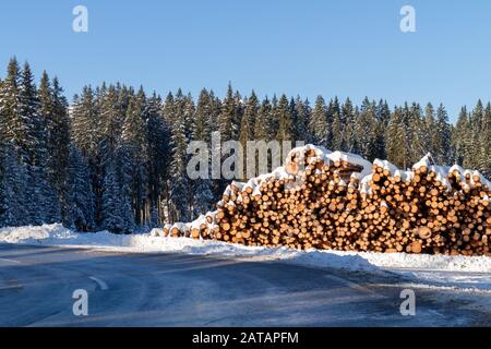 Waldkiefer stochten im Winter von der Holzholzbranche mit Schnee bedeckte Baumstämme Stockfoto