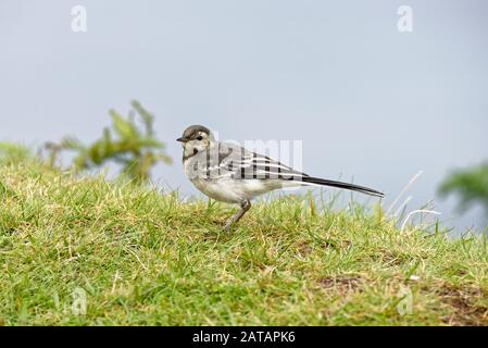 Pied Wagtail - Motacilla alba yarrellii juvenile auf Gras Stockfoto