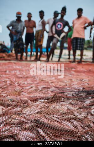 Eine Gruppe srilankischer Fischer, die am tropischen Strand in Trincomalee Fische aus den Netzen sammeln. Stockfoto