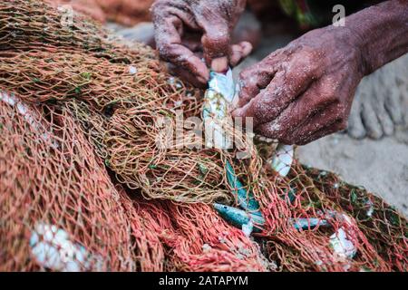 Fischer, der in Trincomalee, Sri Lanka, frisch gefangenen Fisch aus dem Netz nimmt Stockfoto