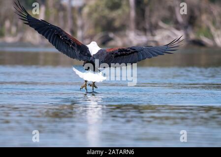 African Fish Adler fangen einen Fisch, Naiwasha, Kenia Stockfoto