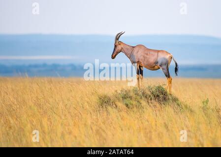 Topi auf Termite Mound, Mara National Reserve, Kenia. Stockfoto