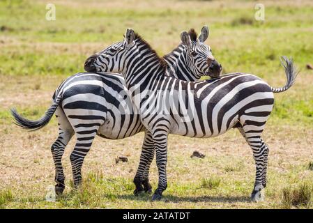 Zwei Zebras, umarmend von Masai Mara Stockfoto