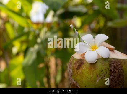 Tropischer frischer Kokoscocktail mit Blumenblüte im Freien Stockfoto