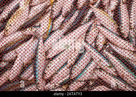 Frisch gefangener Fisch in einem Fischernetz, gerade aus dem Ozean gezogen. Stockfoto