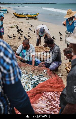 Eine Gruppe srilankischer Fischer, die am tropischen Strand in Trincomalee Fische aus den Netzen sammeln. Stockfoto