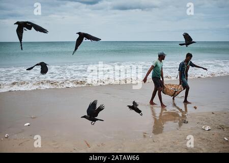 Zwei srilankische Männer, die Fische in einem Bambo-Korb am Trincomalee Strand tragen und im Ozean waschen. Stockfoto