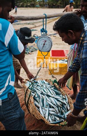 Eine Gruppe von Sri-lankischen Fischern wacht Fische aus den Netzen am tropischen Strand in Trincomalee. Stockfoto