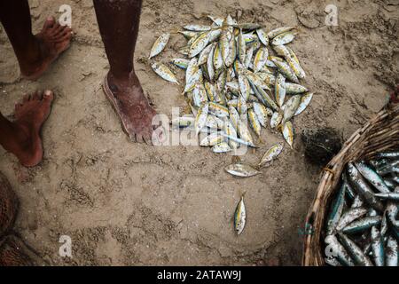 Eine Gruppe srilankischer Fischer, die am tropischen Strand in Trincomalee Fische aus den Netzen sammeln. Stockfoto