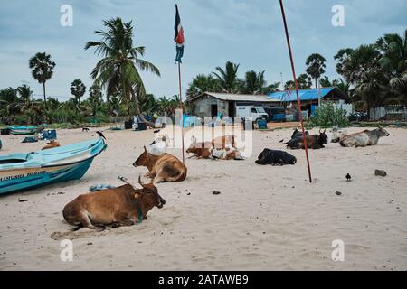 Kühe, die an einem Strand in Trincomalee, Sri Lanka schlafen Stockfoto