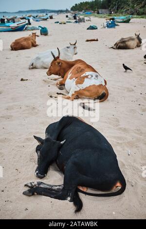 Kühe, die an einem Strand in Trincomalee, Sri Lanka schlafen Stockfoto