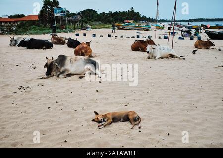 Kühe, die an einem Strand in Trincomalee, Sri Lanka schlafen Stockfoto