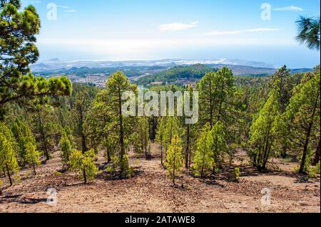 Schöne Natur und Wald auf dem Nordgelände der Kanareninsel Tenera. Stockfoto