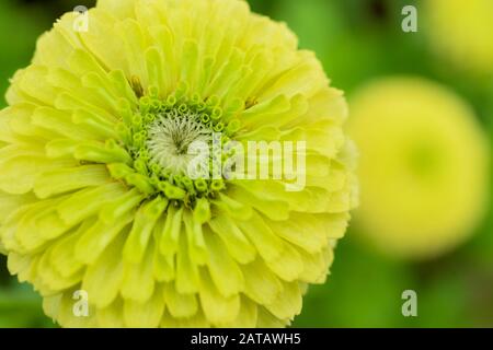 Nahaufnahme einer Zinnia-Blume. Zinnia elegans var. Queen Lime Stockfoto