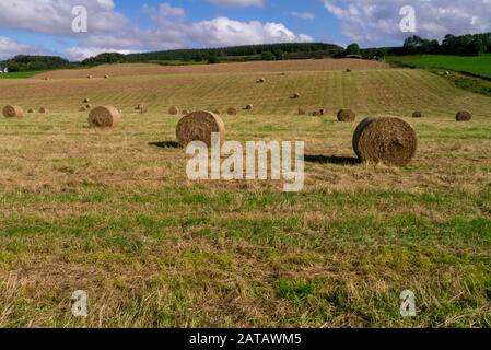 Silage Ballen von Heu in einem späten Sommerfeld auf einer Farm in der Nähe von Culloden Inverness-shire Scotland UK Stockfoto