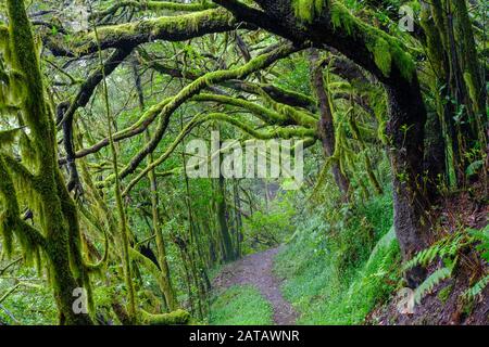 Waldweg mit mosigen Baumstämmen im Nebelwald, in der Nähe von El Cedro, Garajonay-Nationalpark, La Gomera, Kanarische Inseln, Spanien Stockfoto