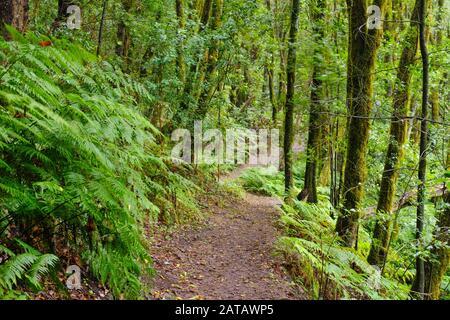 Waldweg im Nebelwald in der Nähe von El Cedro, Garajonay National Park, La Gomera, Kanarische Inseln, Spanien Stockfoto