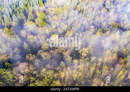 Dunstschwaden über herbstlichen Mischwald mit Birken und Fichten, bei Geretsried, Drohnenschuss, Oberbayern, Bayern, Deutschland Stockfoto