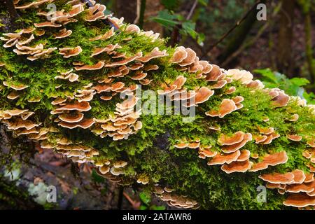 Unji-Pilz (Trametes versicolor) an einem moosigen Baumstamm im Nebelwald, Nationalpark Garajonay, La Gomera, Kanarische Inseln, Spanien Stockfoto