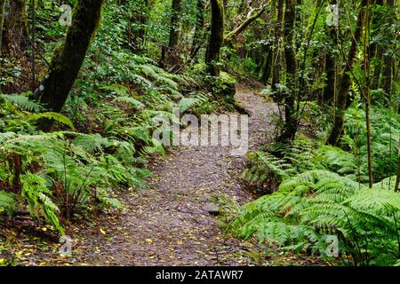 Waldweg im Nebelwald in der Nähe von El Cedro, Garajonay National Park, La Gomera, Kanarische Inseln, Spanien Stockfoto