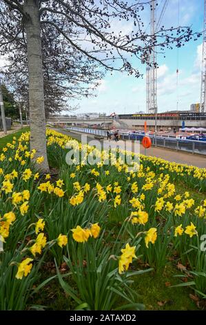 London Großbritannien 1. Februar 2020 - Einige früh aufblühende Narzissen an einem hellen, aber blutrigen Tag in Stratford in der Nähe des Londoner Stadions: Credit Simon Dack / Alamy Live News Stockfoto