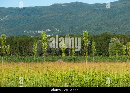 Baumsäge - vielleicht junge Poplar Trees - pflanzten in einem französischen Ackerfeld, vielleicht Mais, effektiv Fruchtwechsel. Savoie in Frankreich. (112) Stockfoto