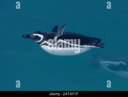 Magellanic Pinguin, Spheniscus magellanicus, Schwimmen, Blackpool Zoo, Großbritannien Stockfoto