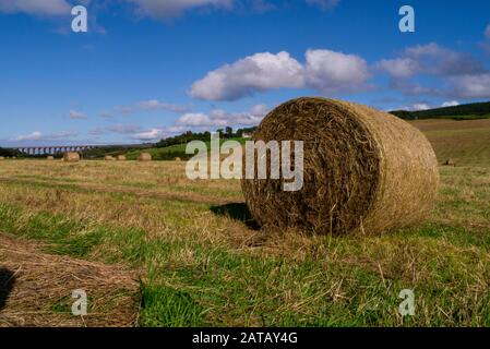 Silage Ballen von Heu in einem späten Sommerfeld auf einer Farm in der Nähe von Culloden Inverness-shire Scotland UK Stockfoto
