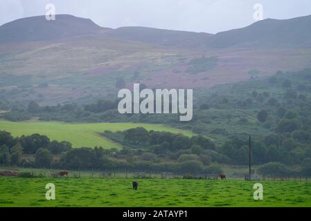 Bullen in einem Bauernfeld im Dornoch Firth Easter Ross Scotland UK Stockfoto