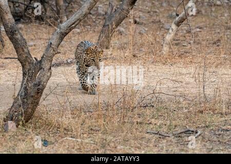 Indischer Leopard oder panther oder panthera pardus fusca bei einem abendlichen Spaziergang oder Spaziergang im Wald von Jhalana Forest Reserve, jaipur, rajasthan, indien Stockfoto